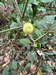 Malvaviscus arboreus