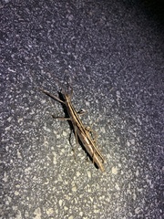 Anisomorpha buprestoides