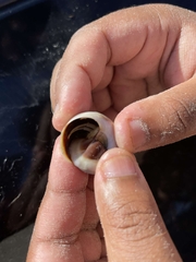 Isocheles wurdemanni