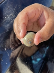 Isocheles wurdemanni