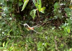 Leucauge
