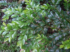 Diospyros buxifolia
