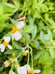 Hypselonotus lineatus