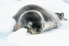 Hydrurga leptonyx