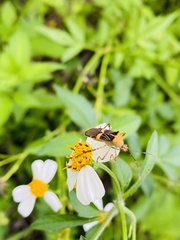 Hypselonotus lineatus