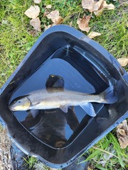 Catostomus macrocheilus