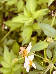 Hypselonotus lineatus