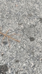 Megaphasma denticrus