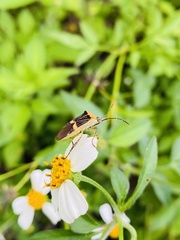 Hypselonotus lineatus