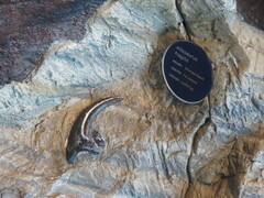 Allosaurus fragilis