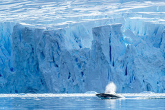 Balaenoptera bonaerensis