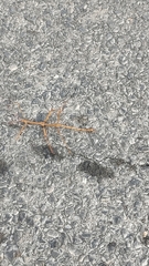 Megaphasma denticrus