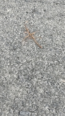 Megaphasma denticrus