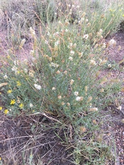 Dalea candida oligophylla