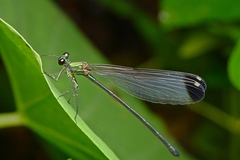 Psolodesmus mandarinus