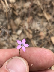Saltugilia splendens