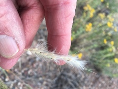 Bothriochloa torreyana