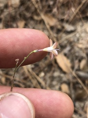 Saltugilia splendens