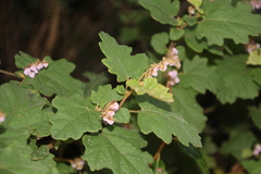 Thomasia quercifolia