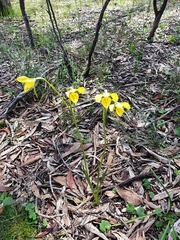 Diuris chryseopsis