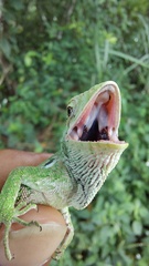 Polychrus marmoratus