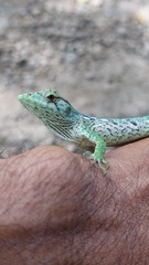 Polychrus marmoratus