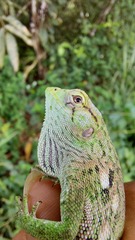 Polychrus marmoratus