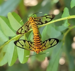 Amata grotei