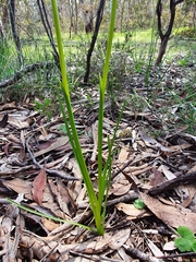 Diuris chryseopsis