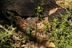 Ctenotus labillardieri