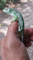 Polychrus marmoratus