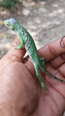 Polychrus marmoratus