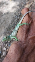 Polychrus marmoratus