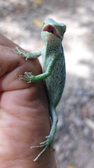 Polychrus marmoratus