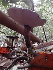 Sanguinoderma rugosum