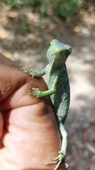 Polychrus marmoratus