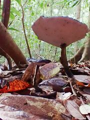 Sanguinoderma rugosum