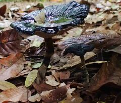 Sanguinoderma rugosum