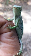 Polychrus marmoratus