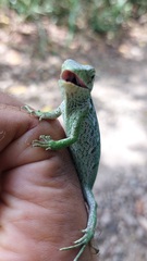 Polychrus marmoratus