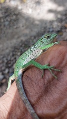 Polychrus marmoratus