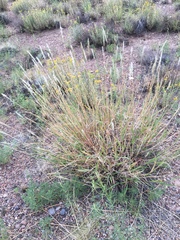 Bothriochloa torreyana