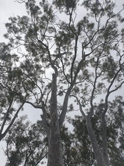 Angophora leiocarpa