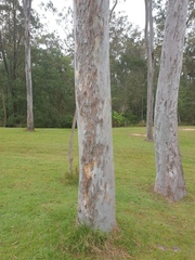 Angophora leiocarpa
