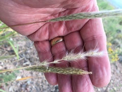 Bothriochloa torreyana