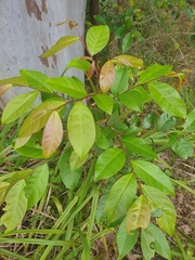 Glochidion ferdinandi