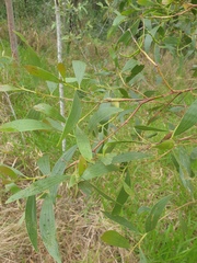 Acacia leiocalyx