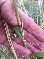 Bothriochloa torreyana