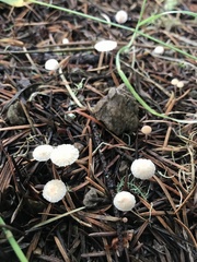 Mycena capillaripes