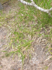 Urochloa eminii